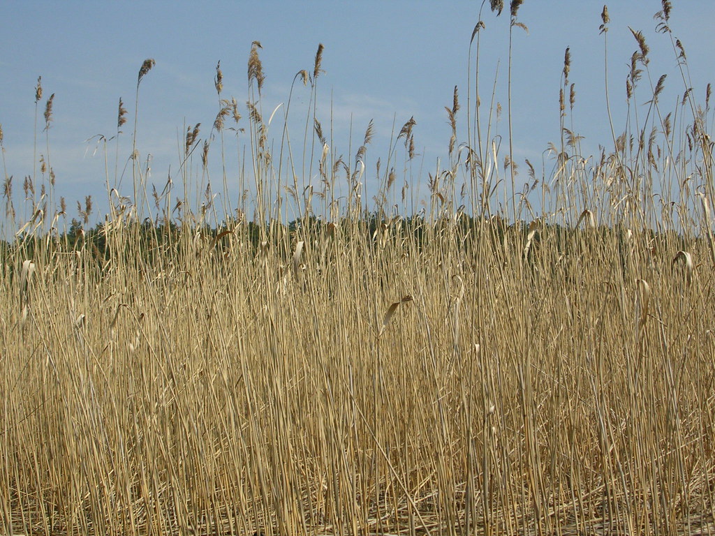 Reed | tomasz przechlewski | Flickr