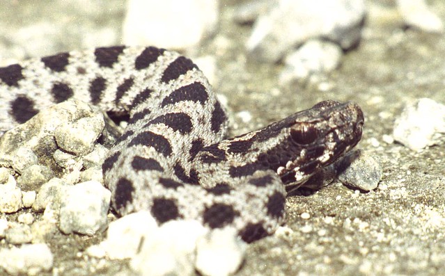 Dusky Pigmy Rattlesnake, Everglades