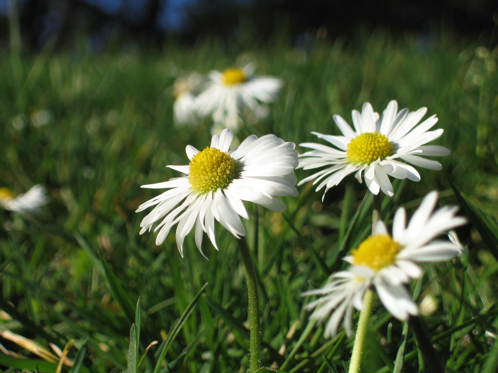Tiny Daisies (Pretending it
