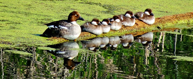 Bucephala clangula: Commom Goldeneye (duck) and her babies