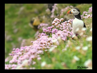 Puffin | by Natureshots.JP