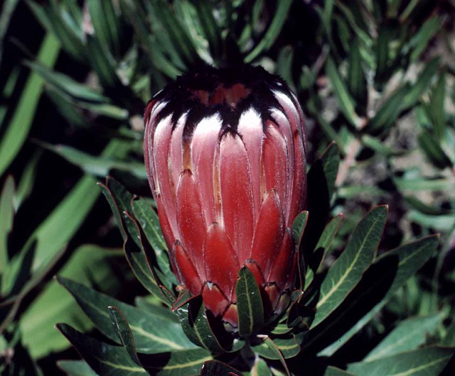 Protea - South Africa