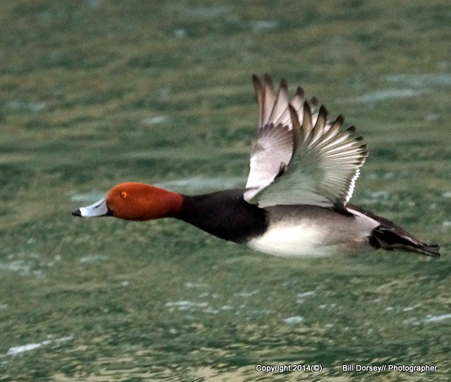 Redhead Duck Flight