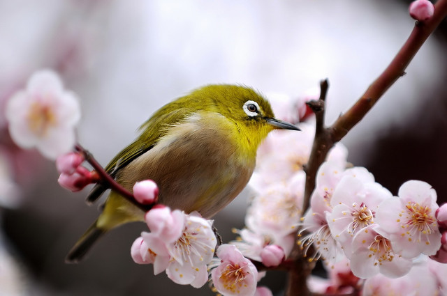 Japanese White-Eye and Ume Blossoms