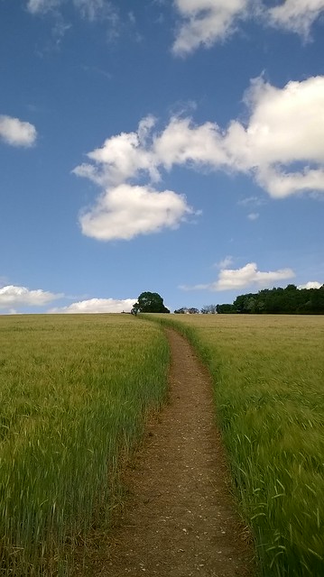 Barley fields 