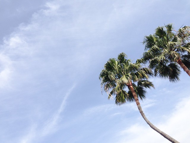 Palm Trees | Camarillo, California