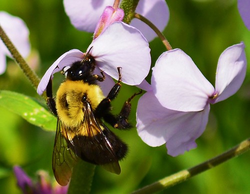 working bumble bee | by Angela Vezina