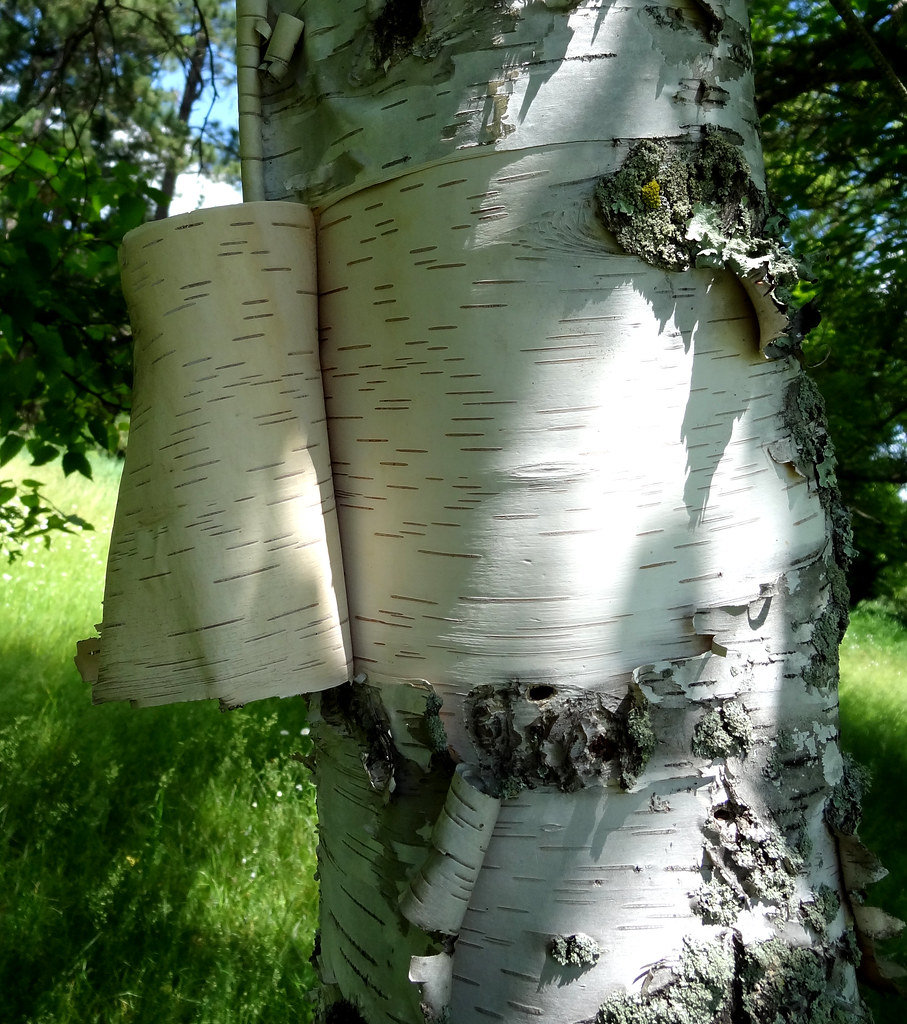 Birch, with bark peeling