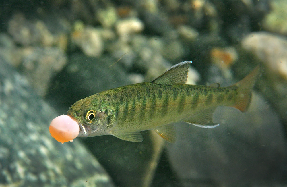 The Big Gulp, I noticed this tiny Coho Salmon parr trying t…