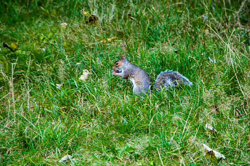 Squirrel eating, East Park