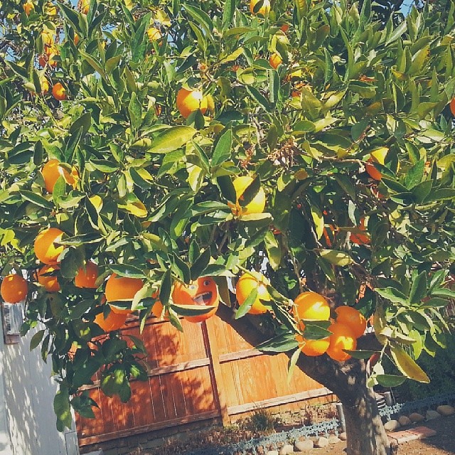 Orange Picking! Pero murag naa may nalahi... hehehe.. #Orange #AnnoyingOrange #TheKIDinME #dunnigan #california #xaveeinUSA #TravelUSA