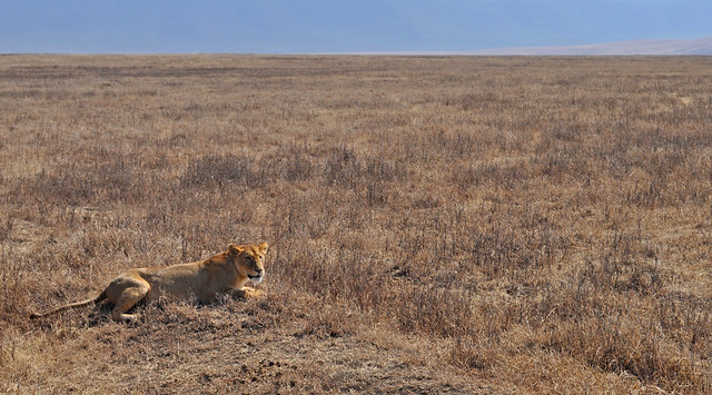 Tanzania - Ngorongoro Crater - lioness