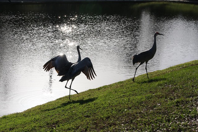 Sandhill Cranes Are Doing Their Mating Dance In Brandon FL
