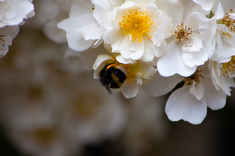 A bee on roses