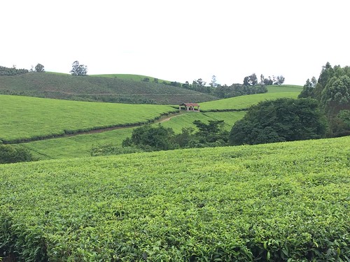 teaplantation tea uganda africa