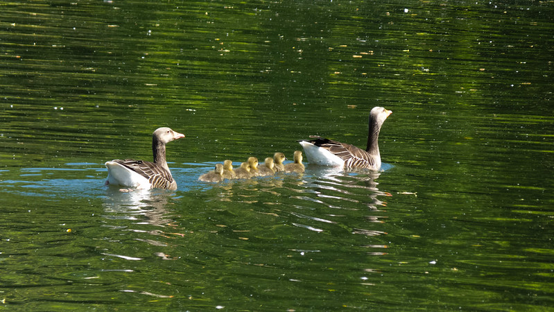 Geese and goslings, West Park