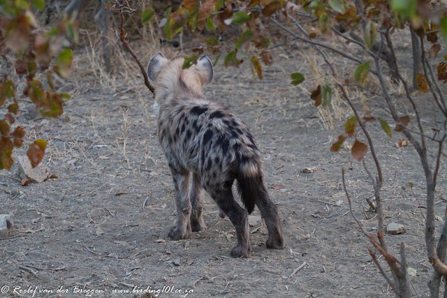 Spotted Hyena, Letaba, KNP, Jul 2013