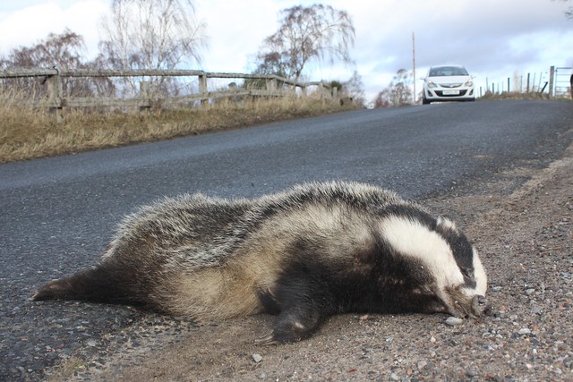 badger road casualty Meles meles