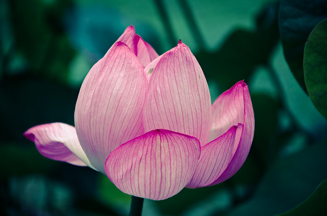 a lotus flower