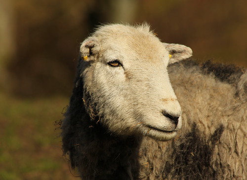 Thinking Herdy | by simon whitfield lake district photography