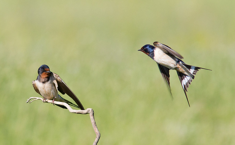 Mother and young Swallow