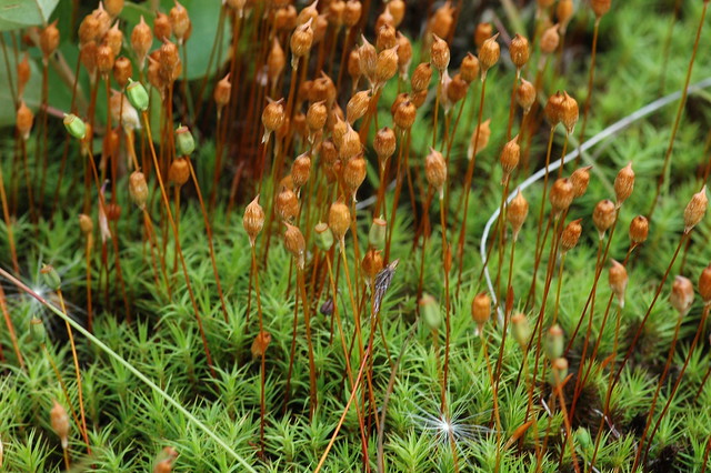 Polytrichum commune (Common haircap moss / Gewoon haarmos)