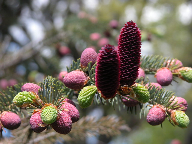 Picea likiangensis - Pinaceae