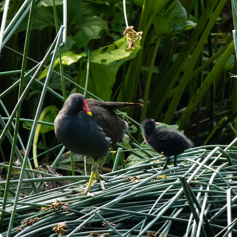 Moorhen and chick on flattened reeds