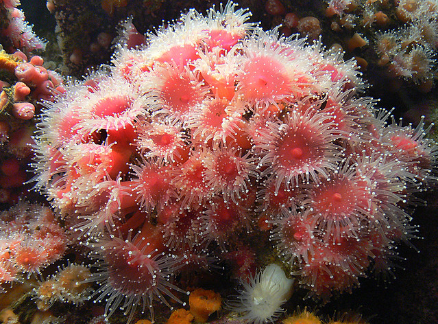 Monterey Aquarium.Sea anemones