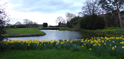 view daffodils lake grass trees plants sky flowers building water worcestershire madresfield panasonic dmc tz60 dull shrobs people windy tz602 daffodilsunday