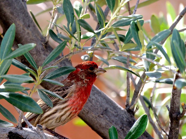 Male House Finch In Olive Tree