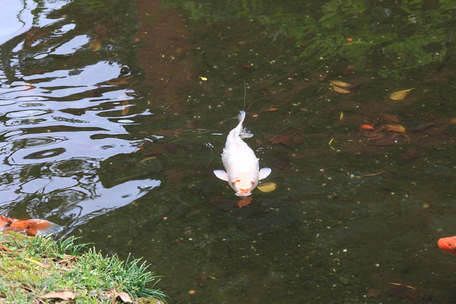 White Fish in a Pond, Hawaii