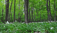 Schmidt Maple Woods State Natural Area