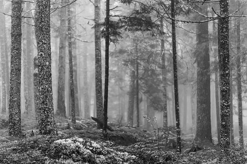 2013 august lincolnville mabrycampbell maine newengland us usa unitedstates unitedstatesofamerica blackandwhite commercialphotography editorialphotography fineartphotography fog foggy forest image intimatelandscape landscape monochrome morning nature nopeople northeastus northeastunitedstates photo photograph photographer photography pinetrees trees woods f28 august92013 201308090h6a4734 100mm ¹⁄₁₀₀sec 320 ef100mmf28lmacroisusm fav10 fav20 fav30 fav40 fav50 fav60 fav70