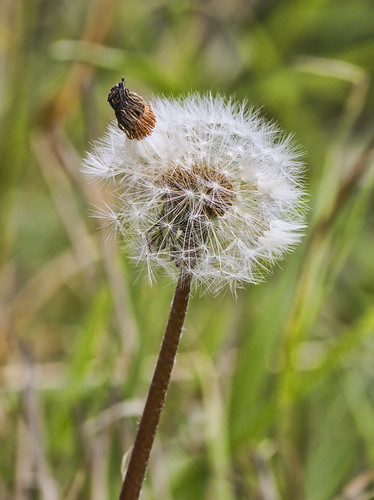 Make a wish | by deedaw