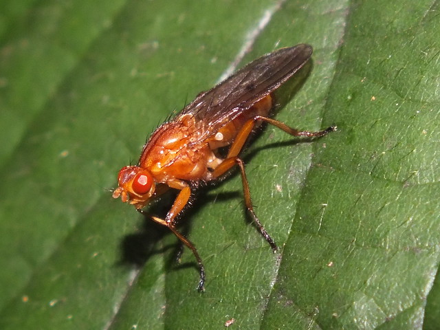 Dryomyzid fly (Dryomyza anilis)