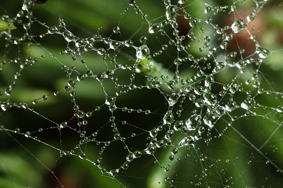 dew on spider's web | dew on spider's web on miniature pine.… | Flickr
