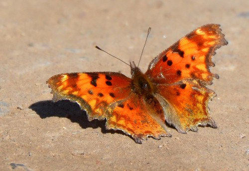 orange butterfly insect bright mariposa farfalla comma schmetterling wy inthewild grosventre mygearandme jennypansing