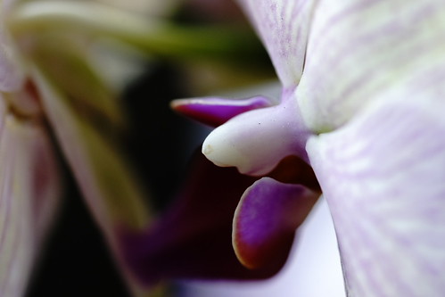 蘭花 Orchid | by ddsnet