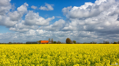 trees holland yellow clouds canon landscape spring bomen farm widescreen nederland thenetherlands wolken 169 lente geel hellevoetsluis tinte landschap rapeseed boerderij southholland canonef24105mm bracom canoneos5dmkiii bramvanbroekhoven kolzaad