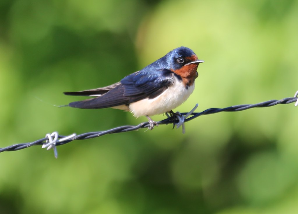 Barn Swallow on Barbed Wire