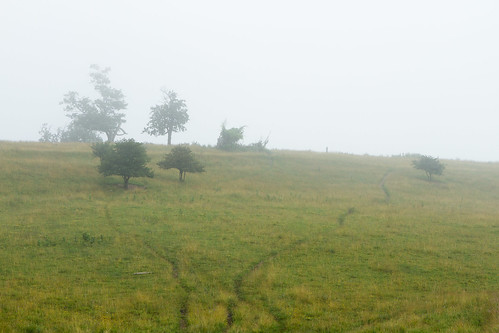 morning light mist green fog landscape photography haze soft day farm fineart hill land prints
