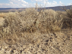Owyhee Uplands Back Country Byway: Wyoming big sagebrush steppe near Castle Creek Road