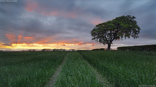 trees sunset field clouds zeiss scotland fife availablelight wheat farming silhouettes ashes hedge agriculture ze culross canoneos5dmkii distagont2821 distagon2128ze