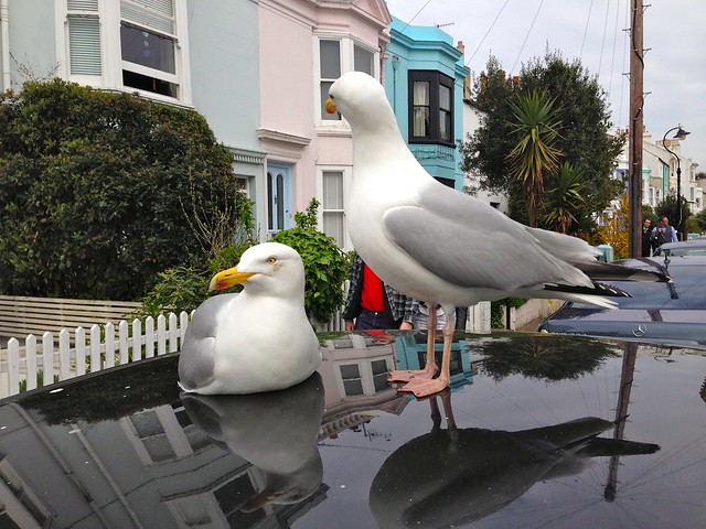 Quick, Look The Other Way, Someone's Coming! Pair of Seagulls On A Car Roof Brighton England