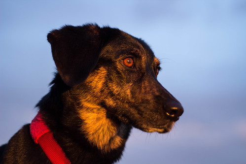 sunset portrait dog look intense sonnenuntergang explore hund straight staring blick gerade starren explored dogchal