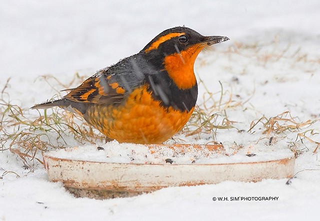 Male Varied Thrush on a Snowy Day
