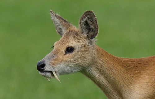 Chinese Water Deer(s). Whipsnade Zoo.