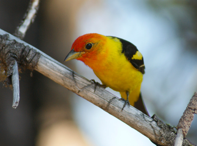 Western Tanager at Lassen NP