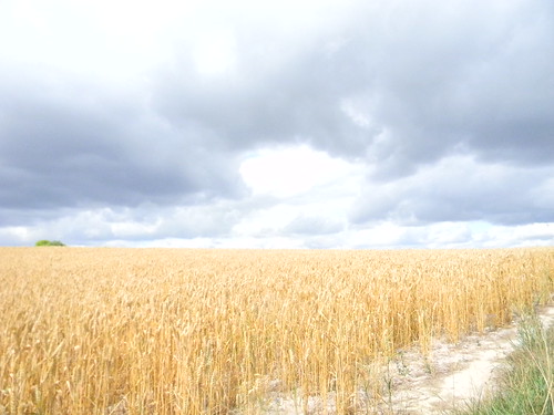 Wheat Saunderton Circular via Bledlow
